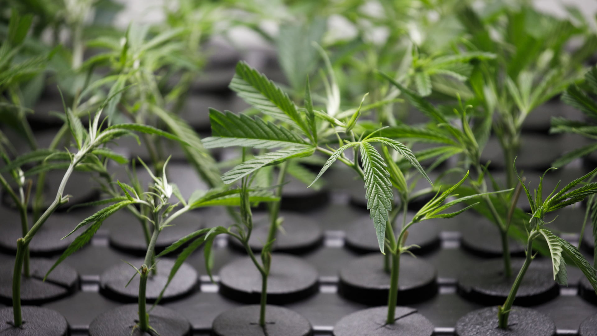 An interview with a Crowe leader