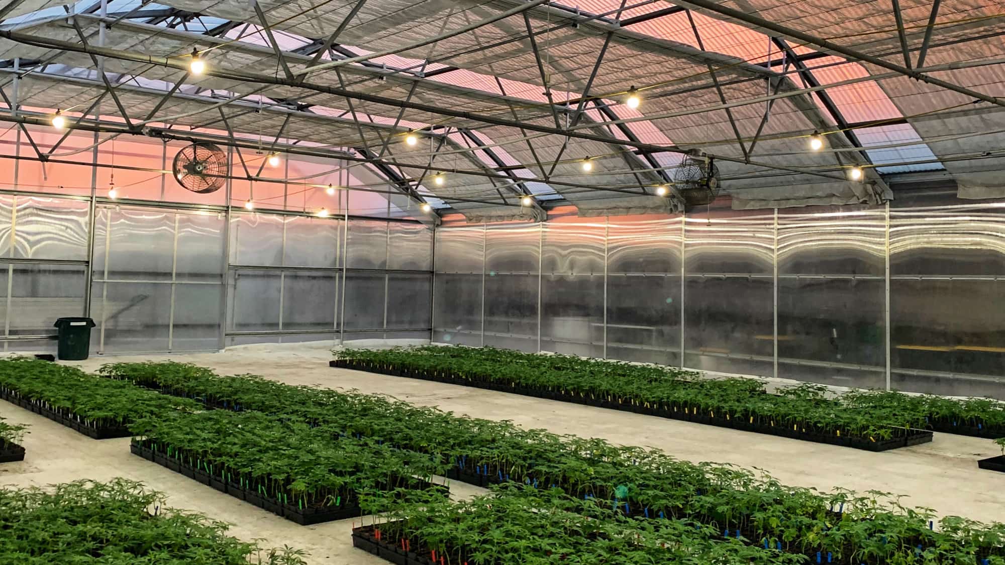 Cannabis M&A: Take care of the due diligence essentials