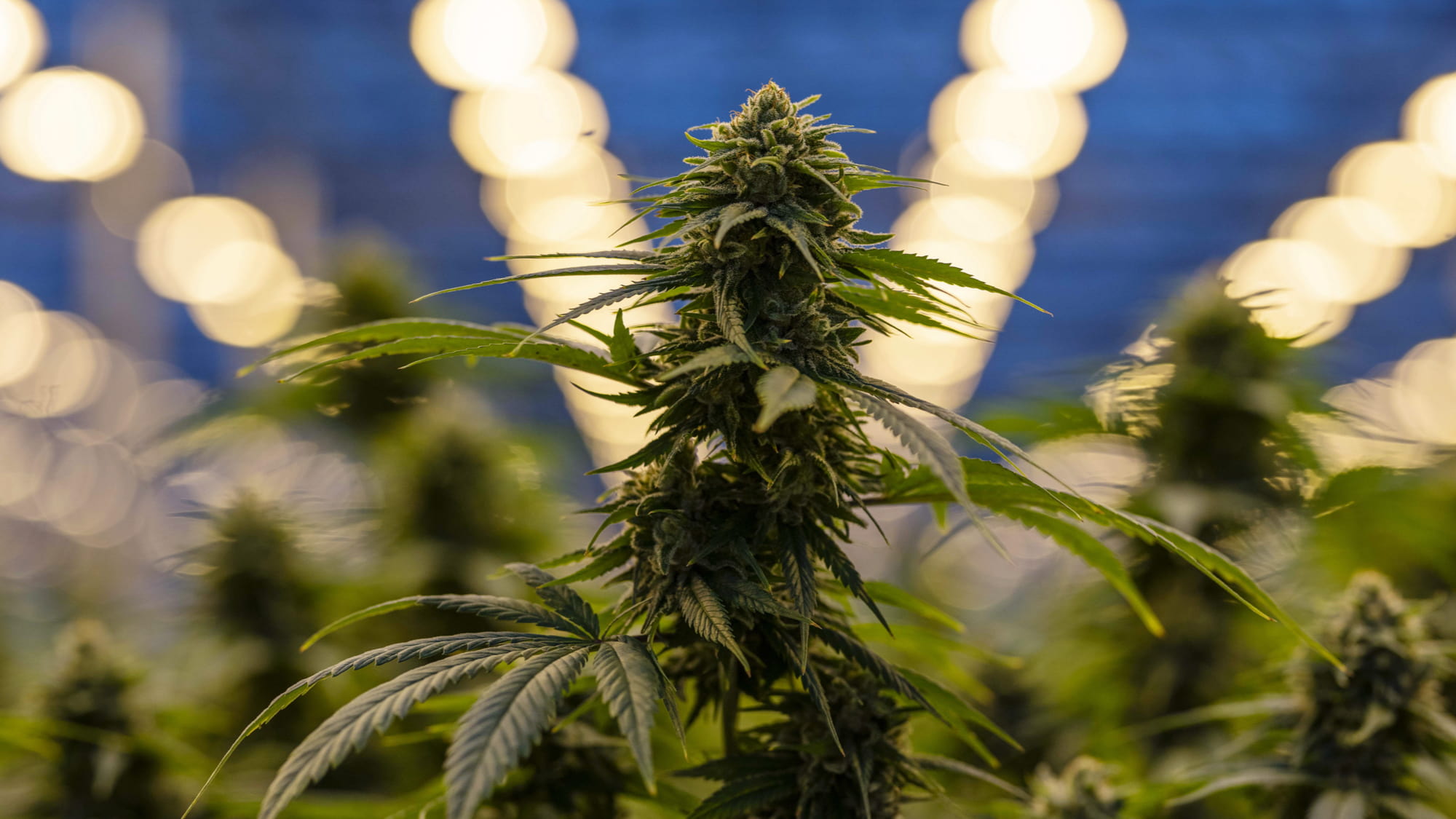 Cannabis Industry Sales Tax Utility Exemptions