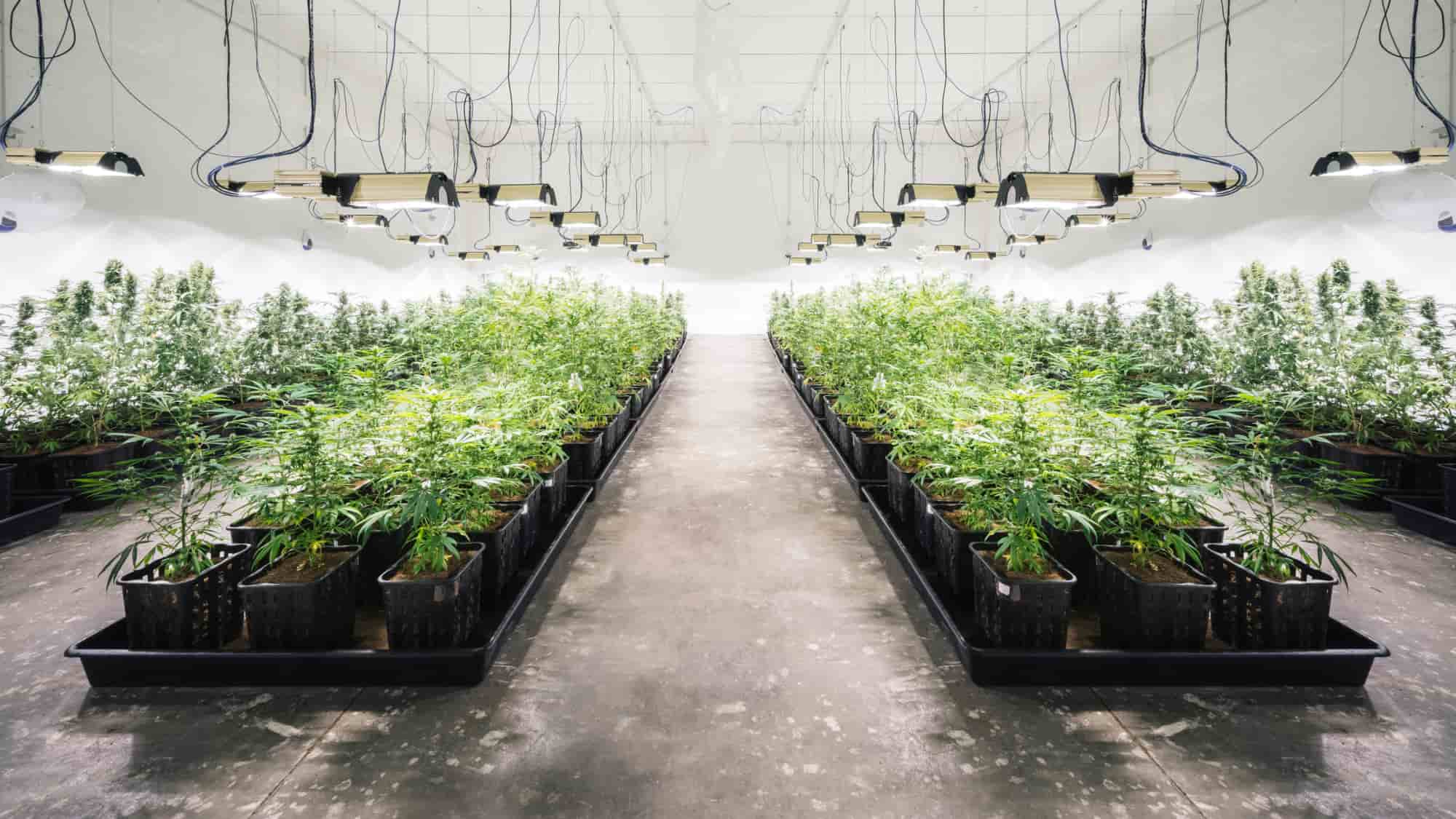 Potential supply chain savings for cannabis companies